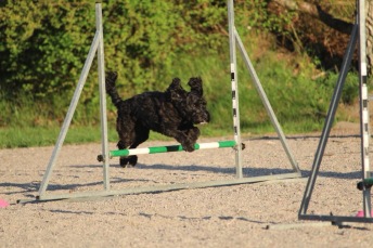 Agility steg 1 Haninge V
