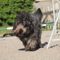 Agility nybörjare Älta W