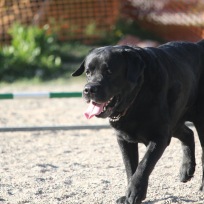 Agility nybörjare Älta X