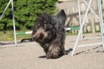 Agility nybörjare Älta W