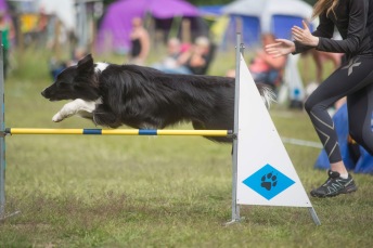 Agility nybörjare Älta