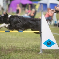 Agility nybörjare Älta