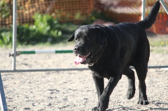 Agility nybörjare Älta X