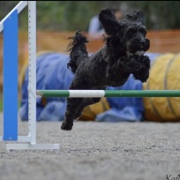 Agility nybörjare intensiv