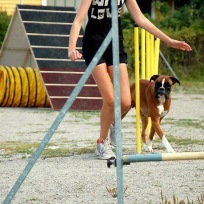 Agility nybörjare Älta 2