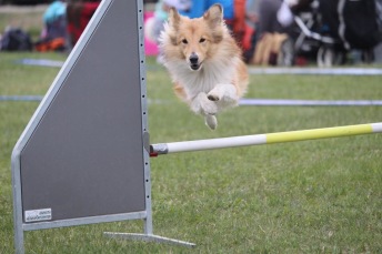 Agility steg 1 Haninge T