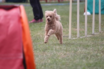 Agility Nybörjare Haninge X
