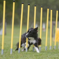 Agility nybörjare lördagar 2