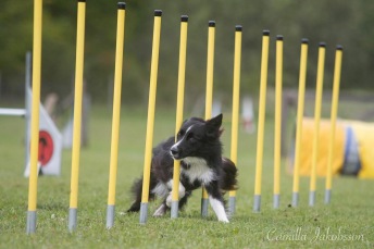 Agility nybörjare lördagar 2