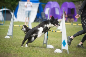 Agility nybörjare onsdagar Älta