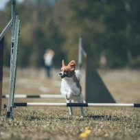 Helgkurs agility haninge
