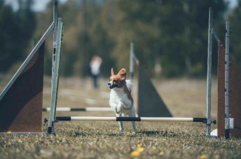 Helgkurs agility haninge