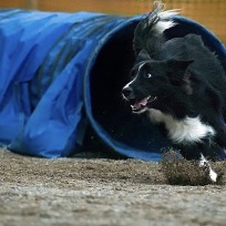 Agility steg 1 Haninge sön