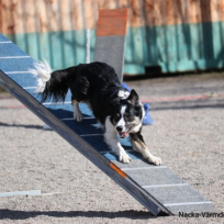 Agility fortsättning tors