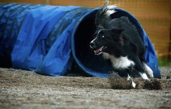 Agility steg 1 Haninge sön