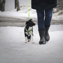 Unghund/allmänlydnadskurs