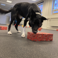 Noseworkkurs jan grupp 2