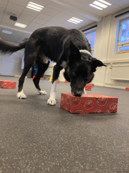 Noseworkkurs jan grupp 1