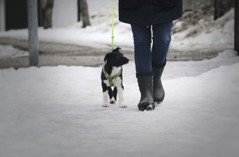 Unghund/allmänlydnadskurs