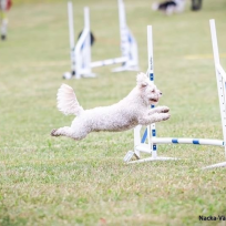 Agility nybörjare söndagar Älta