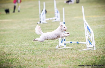Agility nybörjare söndagar Älta