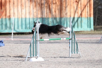 Agility nybörjare lör.1 Älta