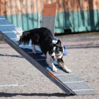 Agility nybörjare lör.2 Älta