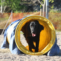 Agility steg 1 lör. Älta