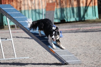 Agility nybörjare lör.2 Älta