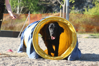 Agility steg 1 lör. Älta