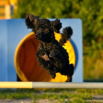 Agility nybörjare lör Älta F