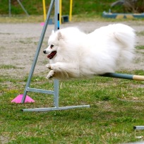 Agility nybörjare mån-ons Älta