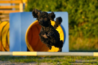 Agility nybörjare lör Älta F