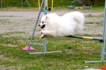 Agility nybörjare mån-ons Älta
