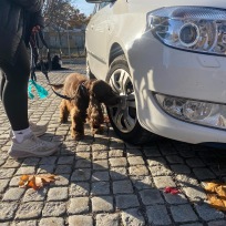 Fortsättningskurs i Nose Work