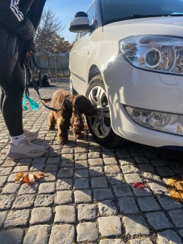 Fortsättningskurs i Nose Work