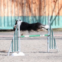 Agility nybörjare sön
