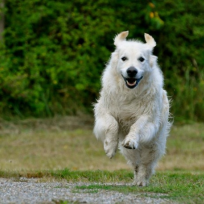 Inkallningskurs mars