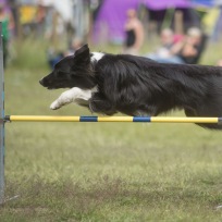 Agility fortsättning älta 2