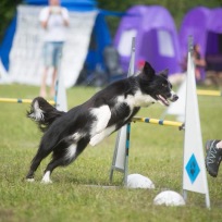 Agility fortsättning älta 1