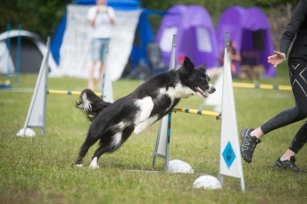 Agility fortsättning älta 1