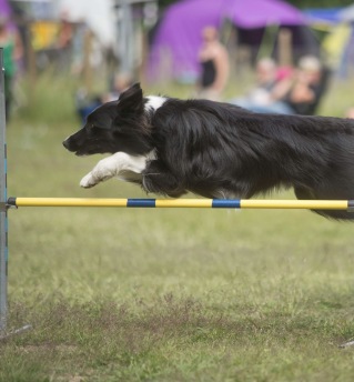 Agility fortsättning älta 2