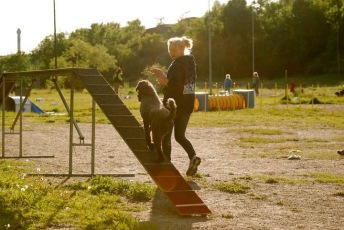 Agility nybörjare ons 2