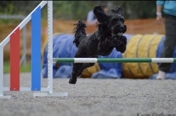 Agility nybörjare ons 1