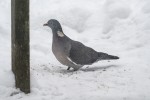 Ringduva / Common Wood Pigeon / Columba palumbus