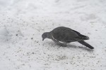 Ringduva / Common Wood Pigeon / Columba palumbus, juv.
