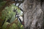 Större hackspett / Great Spotted  Woodpecker / Dendrocopos major 2023-11-15