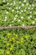 Vitsippa, (Anemone nemorosa) och Gulsippa (Anemone ranunculoides)