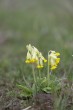 Gullviva (Primula veris)