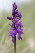 St. Pers nyckel (Orchis mascula subsp. mascula)